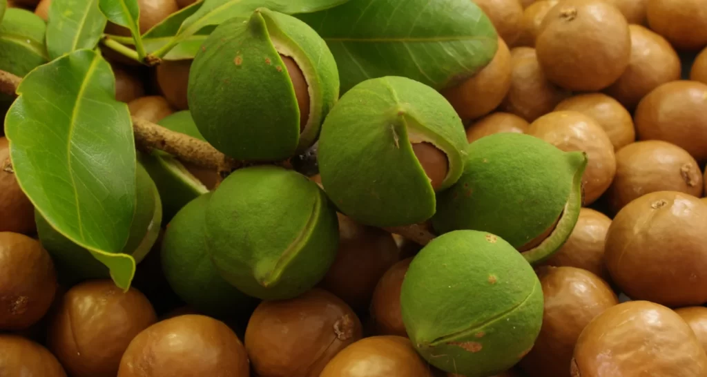Маловідомі переваги для здоров'я, які ви отримаєте від вживання горіхів Макадамії
