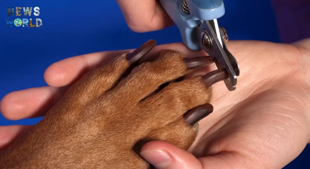 Техніка стрижки Кігтів