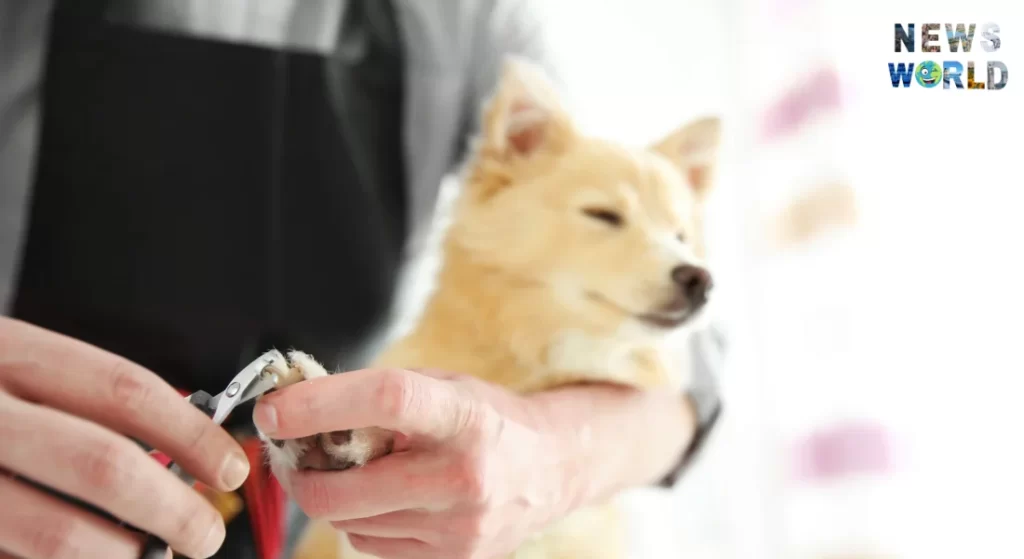 Поради щодо обробки кігтів після стрижки