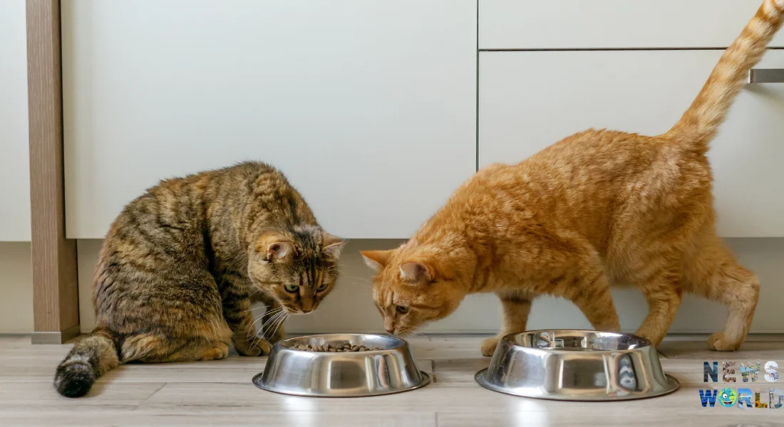 Якісне Харчування для Котів — Як Обрати?